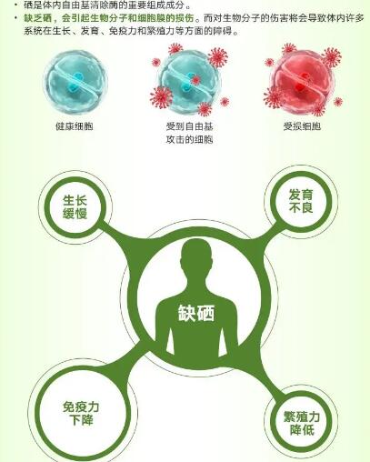 醫用国产看片网站廠家提醒關愛男性健康，硒元素也不能少！